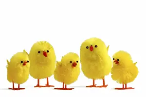 Springtime Decoration Prints: 5 Easter chicks on white