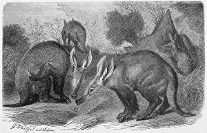 Aardvark Illustration Prints: Aardvark (Orycteropus afer), a medium-sized