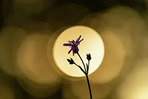 Abstract Backgrounds Prints: Aargau, Abstrakt, Background, Backlight