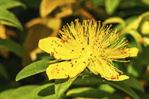 Devon England Landscape Prints: Aarons beard (Hypericum) calycinum