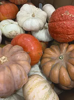 Agricultural Crop Photo Prints: Abstract several gourds background