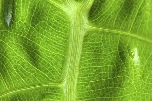Abstract Nature Photography Prints: Abstract macro of a green leaf