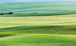 Abstract Summer Landscape Prints: Abstract pattern of rolling striped fields in summer