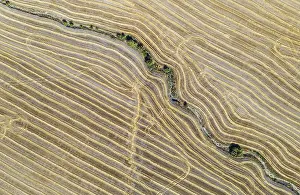 Aerial View Of Cornfield Prints: Abstract patterns in cornfield after wheat harvest