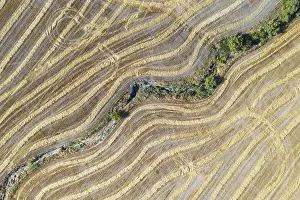 Agricultural Landscape From Above Prints: Abstract patterns in cornfield after wheat harvest