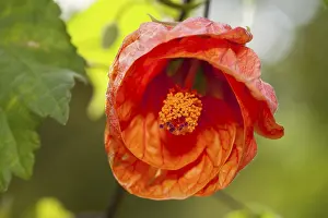 Malvaceae Plant Family Prints: Abutilon Orange (Abutilon)