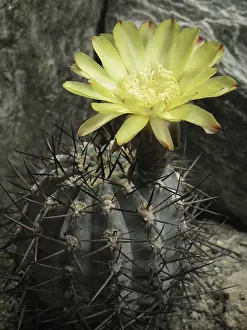 Uninhabited Open Air Plants Prints: Acanthocalycium glaucum