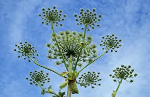 Meadow Flowers Prints: Acauthus