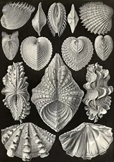 Digitally restored 19th-century Print of Acephala Shells