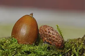 Nature Macro Photography Prints: Acorn