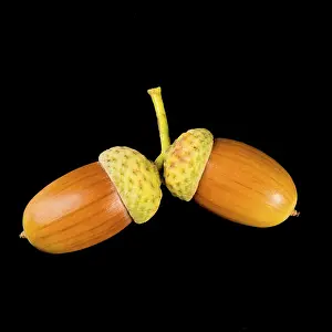 Deciduous Tree Fruit Prints: Acorn