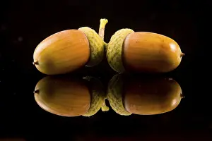 Deciduous Tree Fruit Prints: Acorn