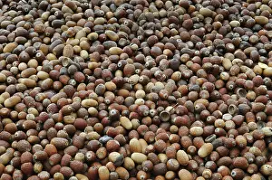 Filling The Format Image Prints: Acorns, full frame