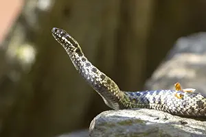 Prints of Adder (Vipera berus) Viper Adder Prints: Adder (Vipera berus) Print - European Snake Species