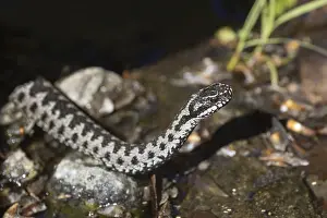 Deserted Natural Environment Prints: Adder (Vipera berus)