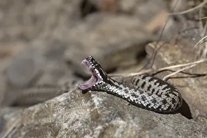Prints of Adder (Vipera berus) Viper Adder Prints: Adder (Vipera berus) Print