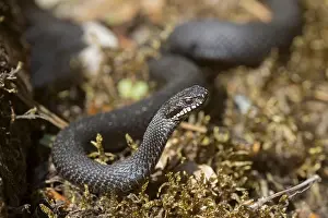 Vertebrate Wildlife Images Prints: Adder (Vipera berus) black variant