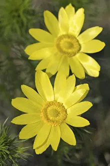 Austrian Nature Photography Prints: Adonis flowers (Adonis), Triestingtal valley