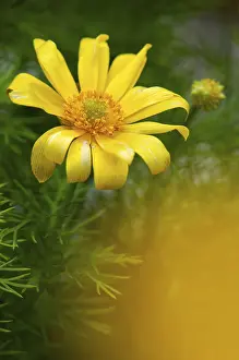 Nordic Nature Photography Prints: Adonis vernalis, spring adonis florets