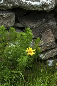 European Flowering Plants Prints: Adonis vernalis, spring adonis florets