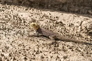 Prints of (Agama) on a tree trunk, Cuntaur, Gambia, West Africa Agamas Prints: Agama Print on Tree Trunk, Cuntaur, Gambia