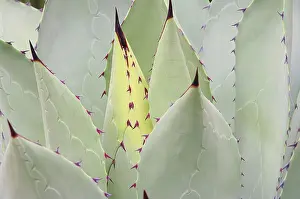 Agave Plant Prints: Agave 07