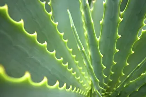 Agave Plant Prints: Agave