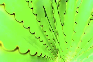 Agave Plant Prints: Agave