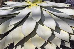 Open Air Plants Prints: Agave