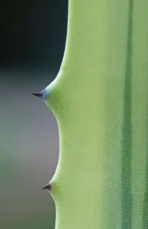 Large Emerald Green Leaves Prints: Agave, leaf detail with thorns (Agave spec.)