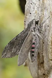 Images Dated 8th September 2024: Convolvulus Hawk-moth Print