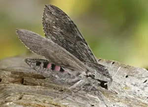 Images Dated 8th September 2024: Convolvulus Hawk-Moth Print