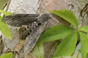 Images Dated 8th September 2024: Convolvulus Hawk-moth Print