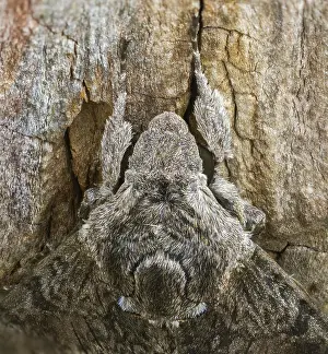 Images Dated 8th September 2024: Convolvulus Hawk-moth Print