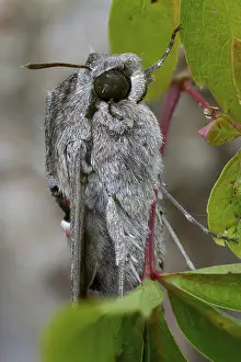Images Dated 8th September 2024: Convolvulus Hawk-moth Print