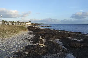 Baltic Sea Algae Prints: Algae on the beach