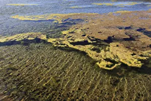 Aquatic Plant Photography Prints: Algae in the crystallisation pool
