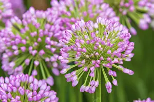 Framed Print : Allium (Millenium) in Full Flower Print Framed Print : Allium (Millenium) in Full Flower Print