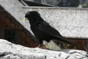 Mountain Wildlife Prints: Alpine chough