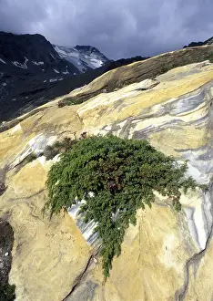 Stelvio National Park Prints: Alpine Juniper (Juniperus communis var)