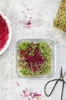Seed Germination At Home Prints: Amaranth micro herbs. Sprouting Micro greens