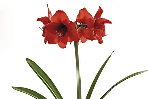 Studio Shot Flower Prints: Amaryllis