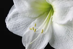 Pink Flowering Plant Prints: amaryllis