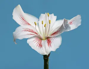 Amaryllis Flower Prints: Amaryllis