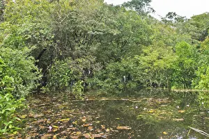 Amazon River Fish Prints: Amazon Basin, Brazil