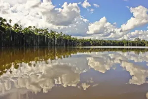 Tropical Rainforest Photography Prints: Amazon Basin, Peru