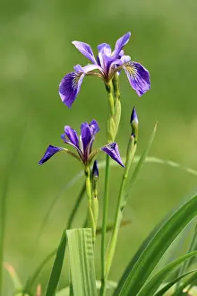 Yellow Iris Blossom Prints: American marsh iris (Iris versicolor)