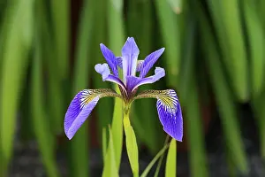 Prints of American marsh iris (Iris versicolor), flower, in bloom, at a pond, Ellerstadt, Germany Versicolor Prints: American Marsh Iris Print, Ellerstadt Germany
