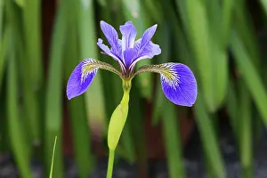 Prints of American marsh iris (Iris versicolor), flower, in bloom, at a pond, Ellerstadt, Germany Versicolor Prints: American Marsh Iris Print in Ellerstadt, Germany