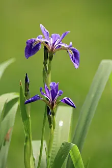 Prints of American marsh iris (Iris versicolor), flower, in bloom, at a pond, Ellerstadt, Germany Versicolor Prints: American Marsh Iris Print, Ellerstadt Pond, Germany